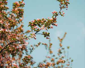 Preview wallpaper branch, flowers, spring, sky, bloom