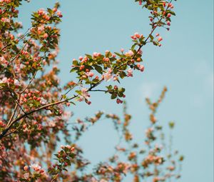 Preview wallpaper branch, flowers, spring, sky, bloom