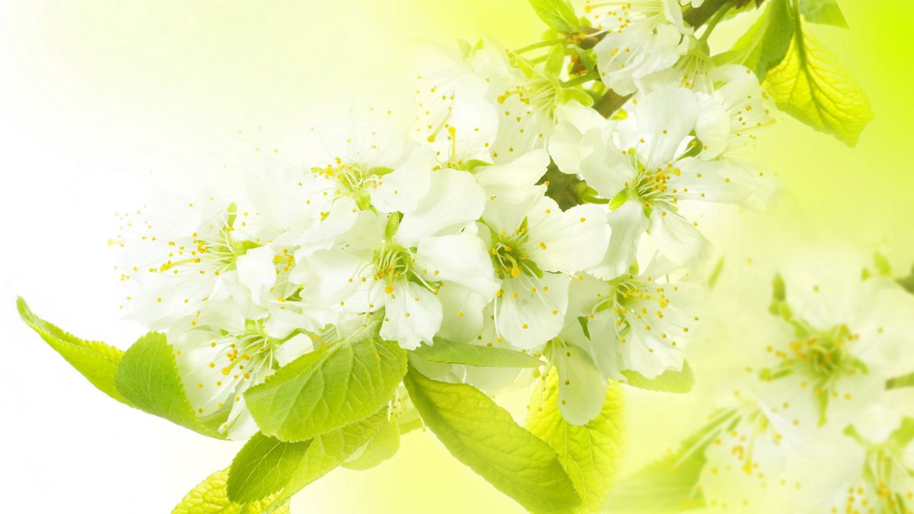 Wallpaper branch, flowers, spring, apple