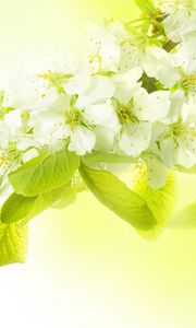 Preview wallpaper branch, flowers, spring, apple