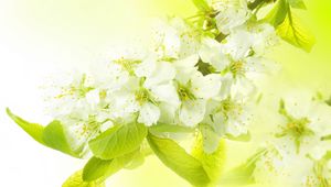 Preview wallpaper branch, flowers, spring, apple
