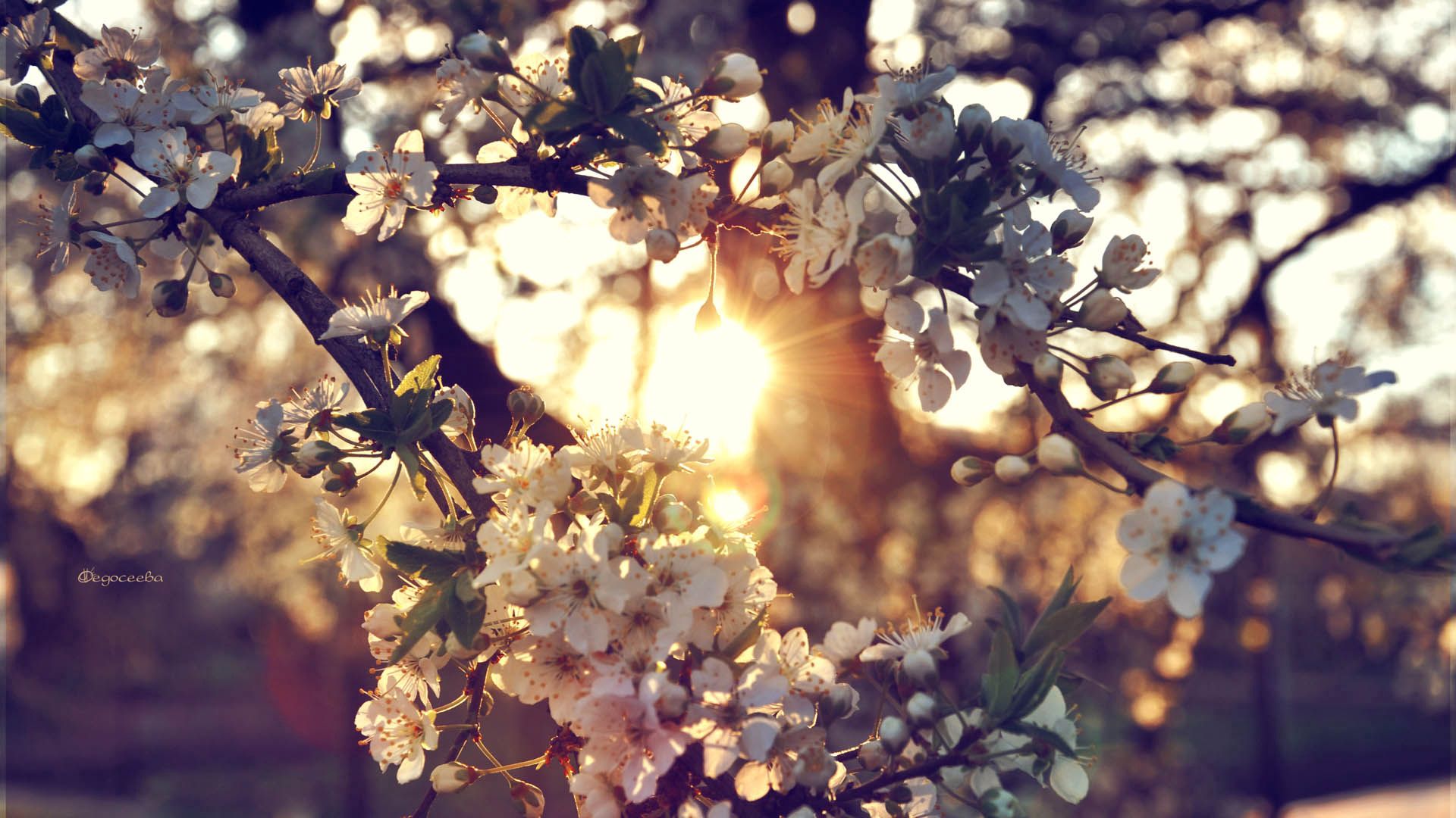 Download 1920x1080 branch, flowers, spring wallpaper, background.