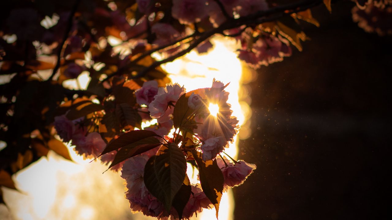 Wallpaper branch, flowers, sunlight, glare, bloom