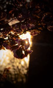 Preview wallpaper branch, flowers, sunlight, glare, bloom