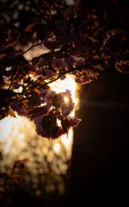 Preview wallpaper branch, flowers, sunlight, glare, bloom
