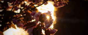 Preview wallpaper branch, flowers, sunlight, glare, bloom