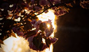 Preview wallpaper branch, flowers, sunlight, glare, bloom