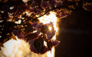 Preview wallpaper branch, flowers, sunlight, glare, bloom