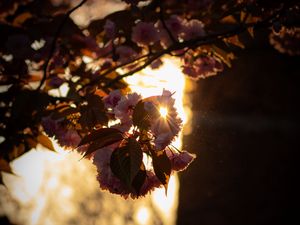 Preview wallpaper branch, flowers, sunlight, glare, bloom