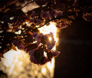 Preview wallpaper branch, flowers, sunlight, glare, bloom