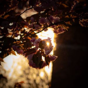 Preview wallpaper branch, flowers, sunlight, glare, bloom