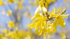 Preview wallpaper branch, flowers, yellow, bloom