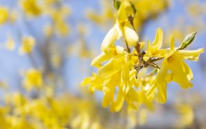 Preview wallpaper branch, flowers, yellow, bloom