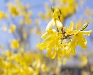 Preview wallpaper branch, flowers, yellow, bloom