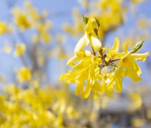 Preview wallpaper branch, flowers, yellow, bloom