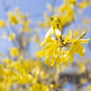 Preview wallpaper branch, flowers, yellow, bloom