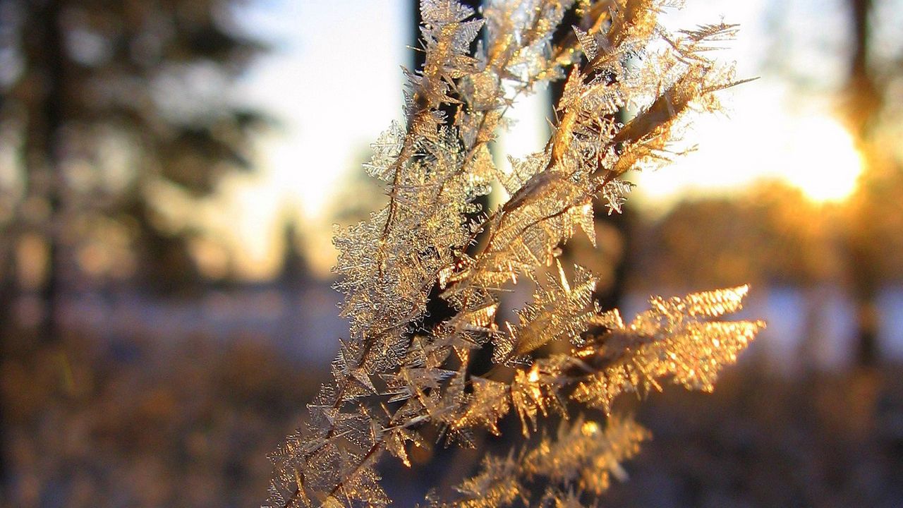 Wallpaper branch, frost, crystals, ice