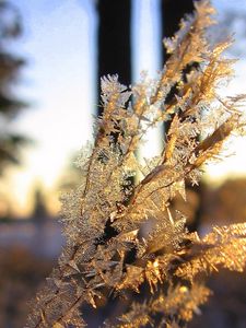 Preview wallpaper branch, frost, crystals, ice