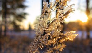 Preview wallpaper branch, frost, crystals, ice