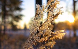 Preview wallpaper branch, frost, crystals, ice