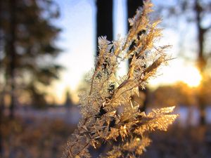 Preview wallpaper branch, frost, crystals, ice