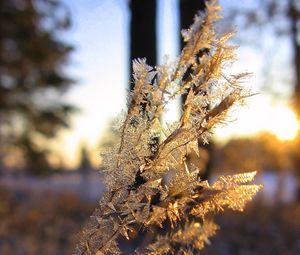 Preview wallpaper branch, frost, crystals, ice