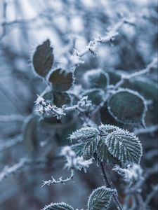 Preview wallpaper branch, frost, frosty, snow, macro, blur