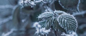 Preview wallpaper branch, frost, frosty, snow, macro, blur
