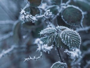 Preview wallpaper branch, frost, frosty, snow, macro, blur