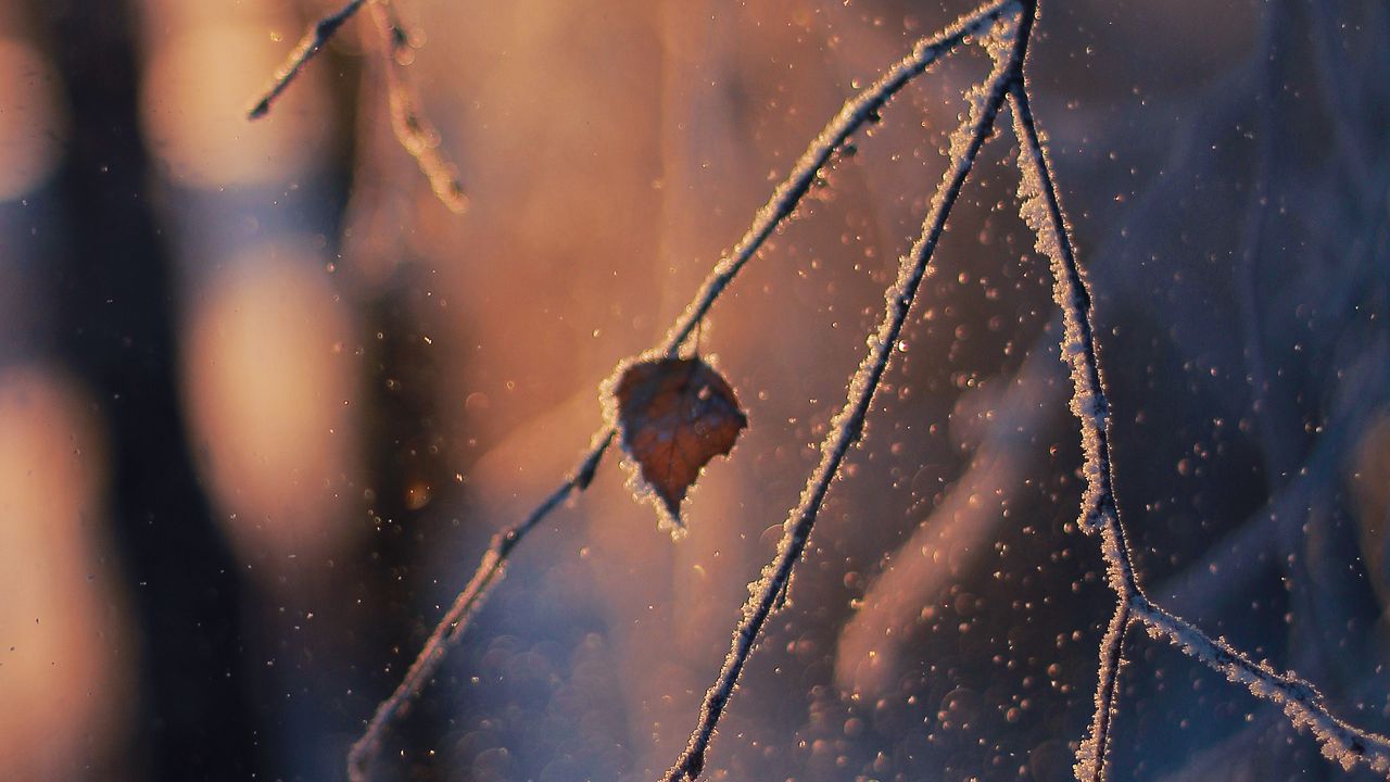 Wallpaper branch, frost, glare, bokeh, snow, winter, macro