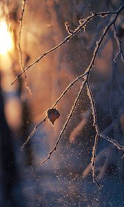 Preview wallpaper branch, frost, glare, bokeh, snow, winter, macro