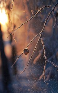 Preview wallpaper branch, frost, glare, bokeh, snow, winter, macro