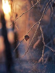 Preview wallpaper branch, frost, glare, bokeh, snow, winter, macro