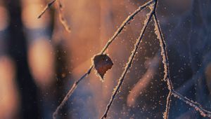 Preview wallpaper branch, frost, glare, bokeh, snow, winter, macro