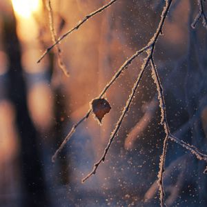 Preview wallpaper branch, frost, glare, bokeh, snow, winter, macro