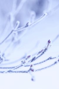 Preview wallpaper branch, frost, light, background