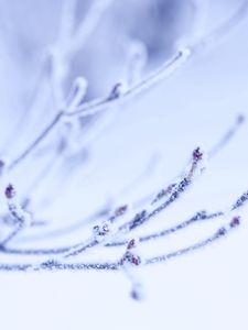 Preview wallpaper branch, frost, light, background