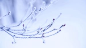 Preview wallpaper branch, frost, light, background