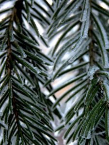 Preview wallpaper branch, fur-tree, snow, winter, needles