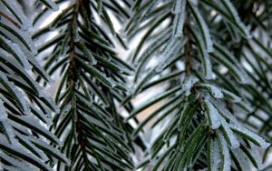 Preview wallpaper branch, fur-tree, snow, winter, needles