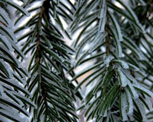 Preview wallpaper branch, fur-tree, snow, winter, needles