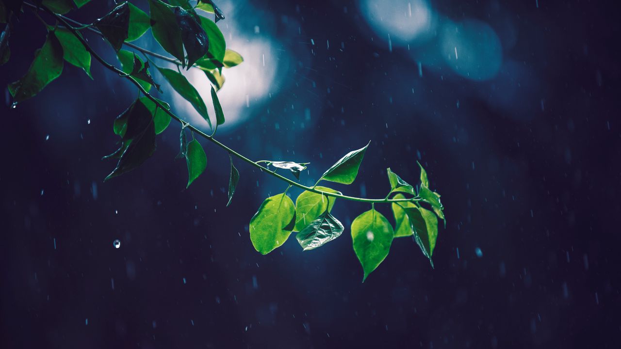 Wallpaper branch, glare, leaves, rain
