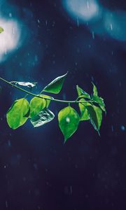 Preview wallpaper branch, glare, leaves, rain