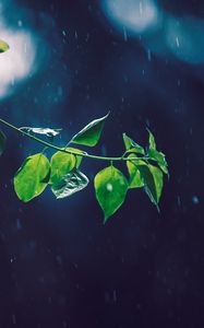 Preview wallpaper branch, glare, leaves, rain