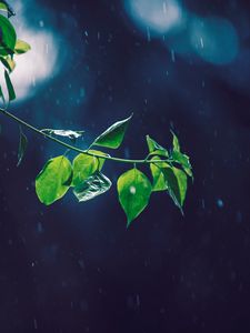 Preview wallpaper branch, glare, leaves, rain