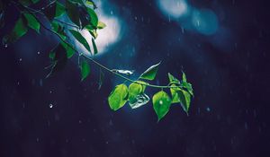 Preview wallpaper branch, glare, leaves, rain