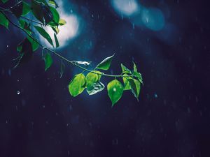 Preview wallpaper branch, glare, leaves, rain