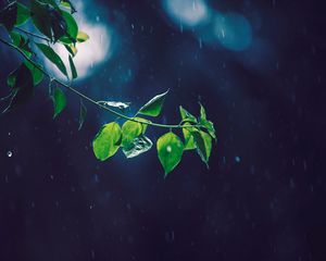 Preview wallpaper branch, glare, leaves, rain