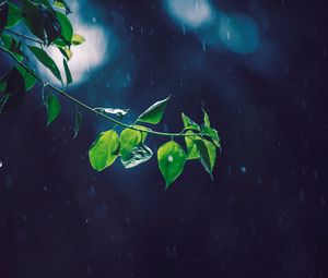 Preview wallpaper branch, glare, leaves, rain