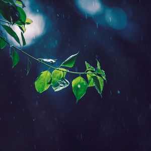 Preview wallpaper branch, glare, leaves, rain